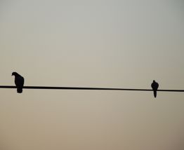 11 Jan Supporting Partners After A Suicide Attempt