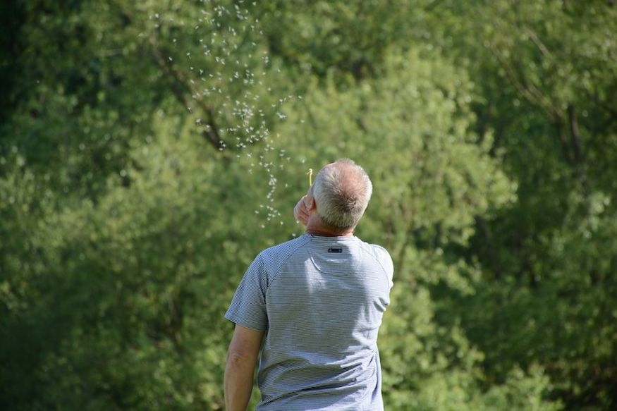 Dandelion 3376960 1920