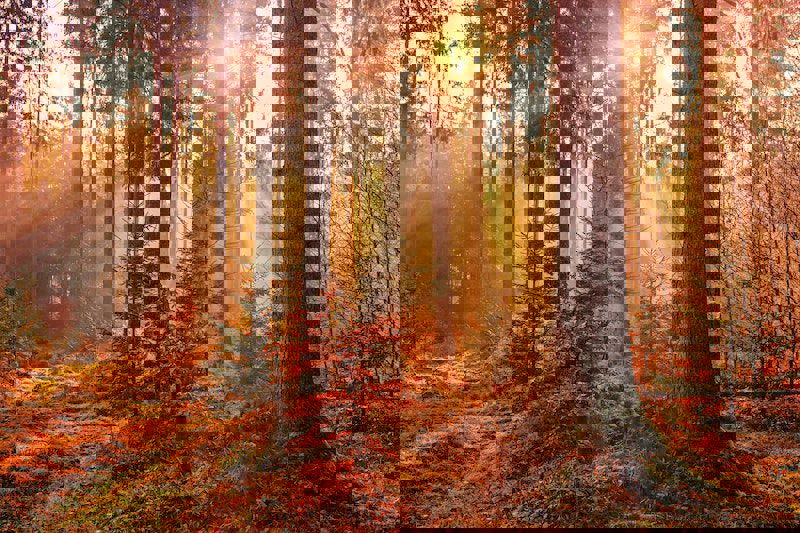 Johannes Plenio Rwhv7lgec7s Unsplash