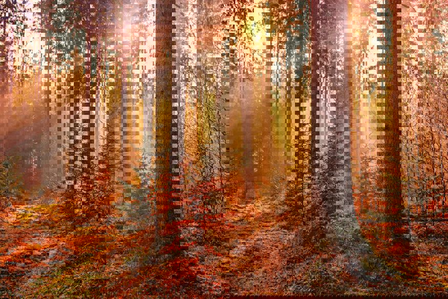 Johannes Plenio Rwhv7lgec7s Unsplash