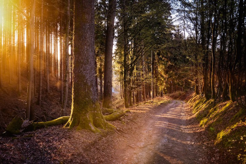 12 May 2021Why Walking Therapy