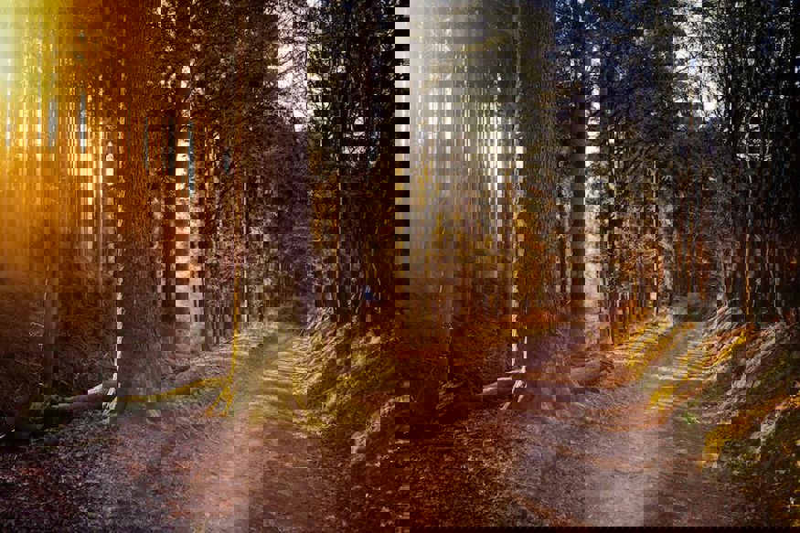 12 May 2021Why Walking Therapy