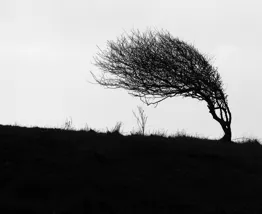 Windswept G890dfaf70 1280
